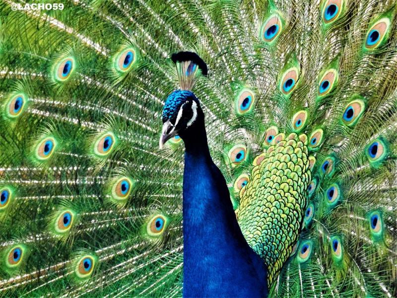 Peacocks - mystical birds - Tuetego