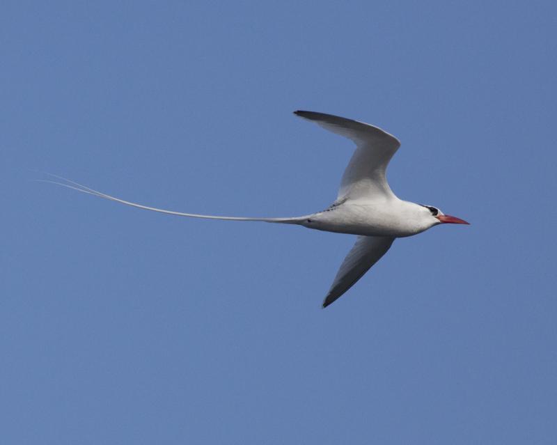 Red-billed tropic bird - Tuetego