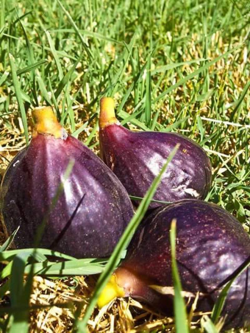 The fig leaves have anticancer and antidiabetic properties for regulating insulin and blood