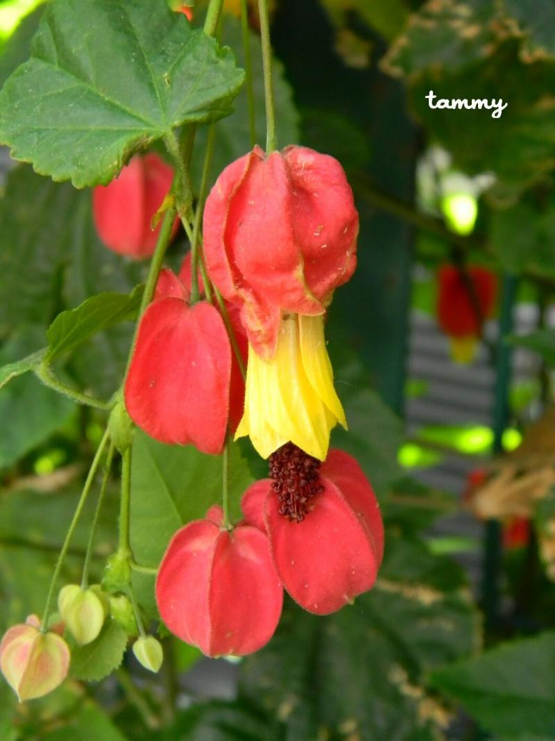 Chinese lantern flowers - Tuetego