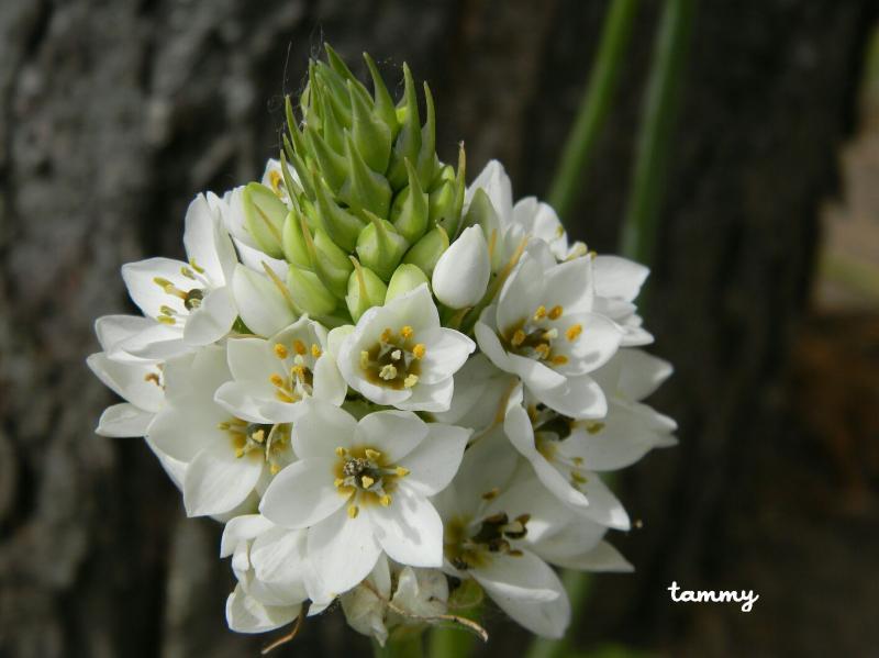 Star Lily flowers - Tuetego