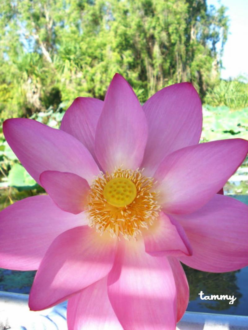 Indian Lotus Tuetego