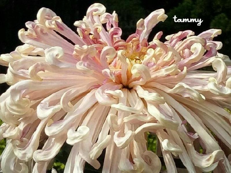 Chrysanthemums Tuetego