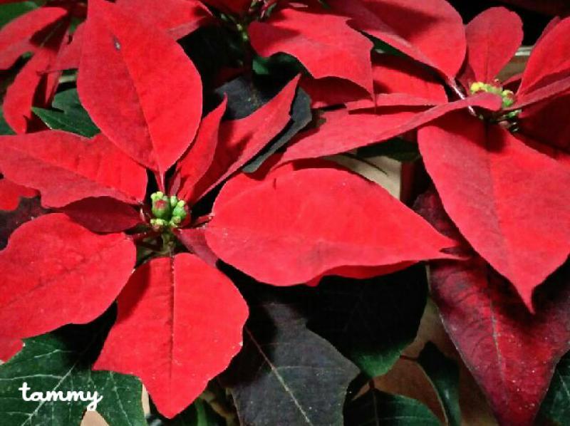 Poinsettia or Christmas Eve flower Tuetego