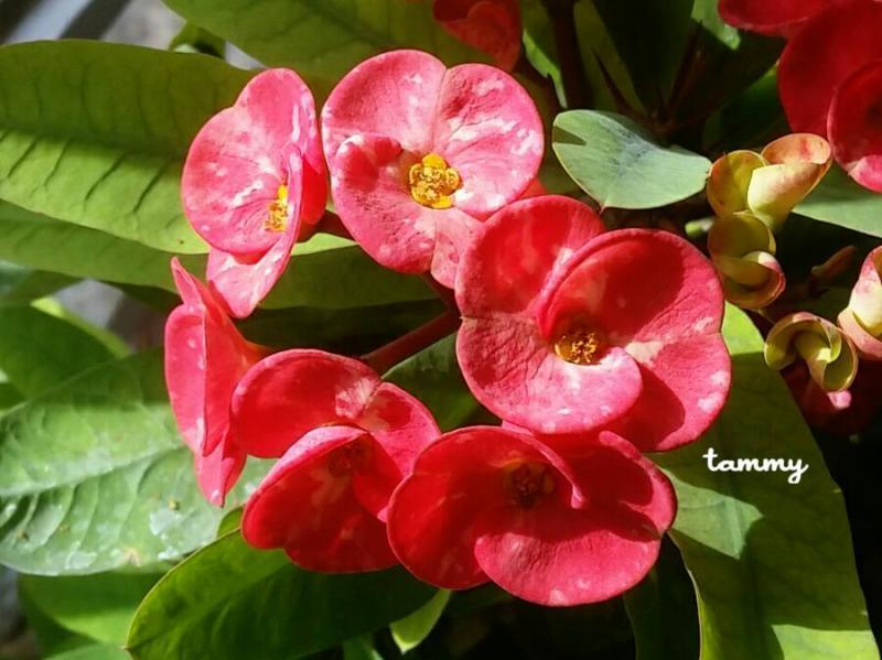 Know all about the Euphorbia milii flowers - Tuetego