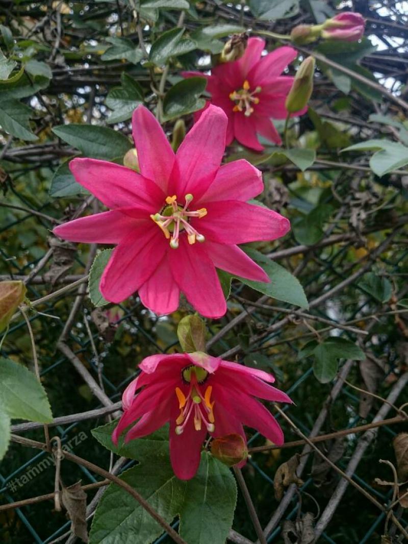 Know all about Scarlet Passion flowers Tuetego