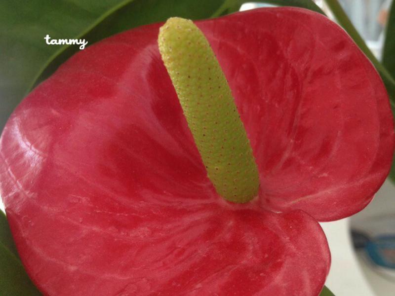 Painter'spalette (Anthurium andraeanum) Tuetego