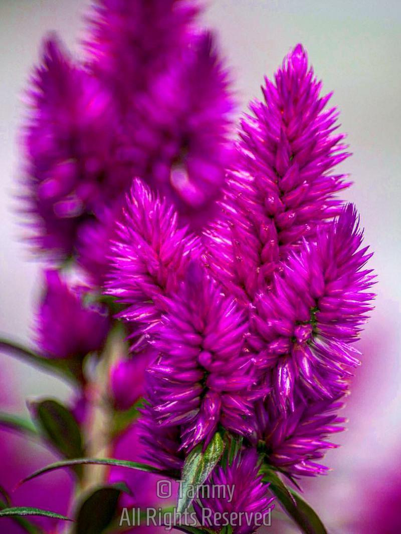 Crest of Rooster (Celosia) Tuetego