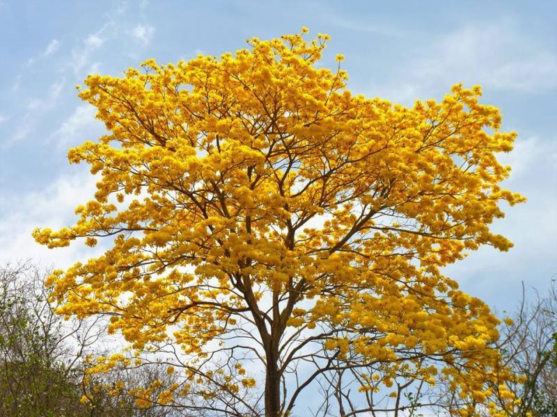 The Araguaney, National Tree of Venezuela - Tuetego